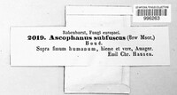 Ascophanus subfuscus image